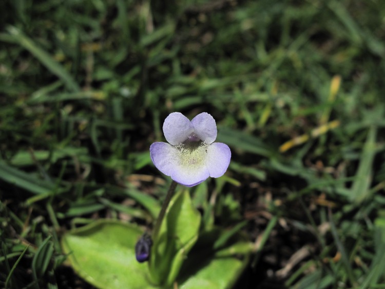 Pinguicula corsica